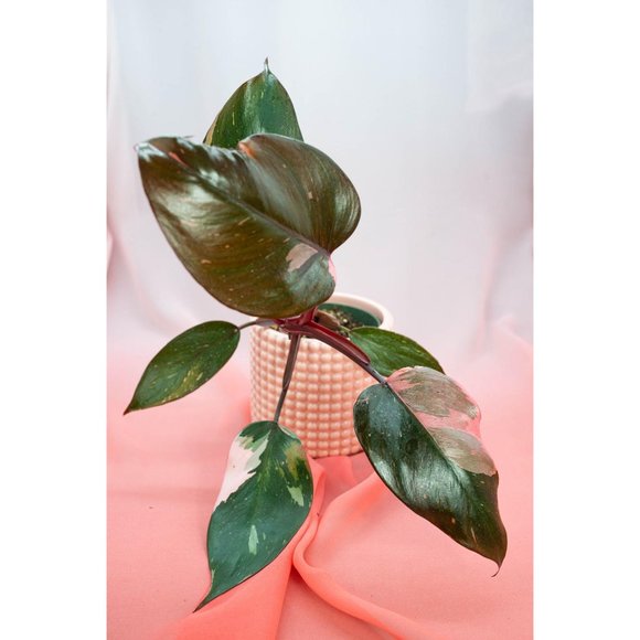 Pink Princess Philodendron 4" US Seller | RARE Pot - Picture 3 of 4